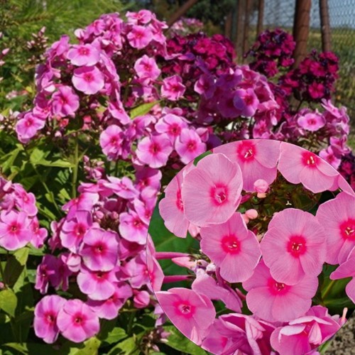 Phlox paniculata 'Adessa® Rose Eye' - Aed-leeklill 'Adessa® Rose Eye'